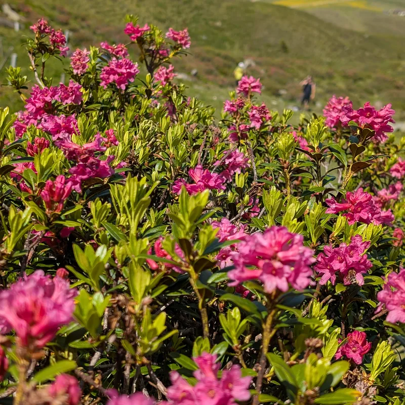 Alpengipfel und Täler