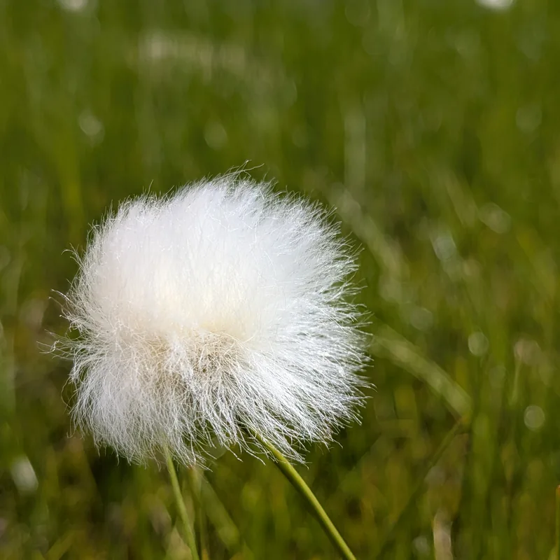 Wildblumen auf einem Hügel