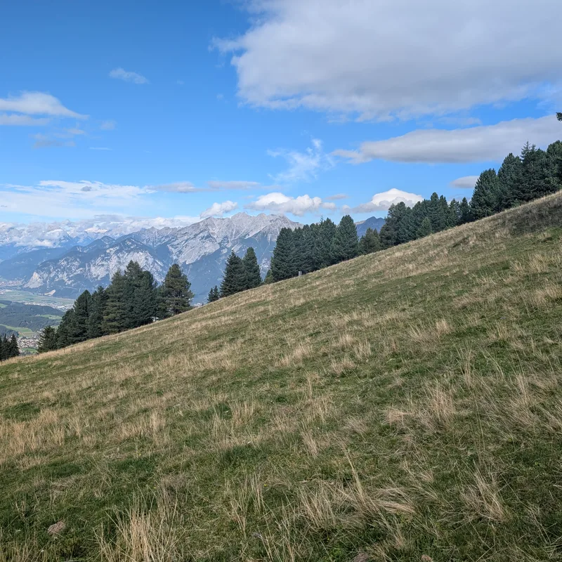 Steinweg durch die Bäume