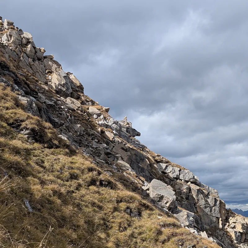 Sonnenbeschienener Baumkronendach